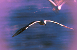 Seagull Flying Over Water, Florida by Skip Gandy