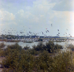 Flock of Roseate Spoonbills, White Ibis, Great Egrets, Snowy Egrets, and Brown Pelicans Over Wetland, Florida by Skip Gandy