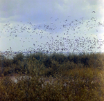 Flock of Brown Pelicans in Flight Over Wetland, Florida by Skip Gandy