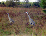 Sandhill Cranes in a Grassy Field, Florida by Skip Gandy