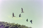 Brown Pelicans in Flight Over Coastal Vegetation, Florida by Skip Gandy