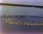 Flock of Pelicans in a Marsh, A by Skip Gandy