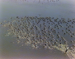 Flock of Pelicans in a Marsh, B by Skip Gandy