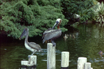 Brown Pelicans Resting on Wooden Posts in Water by Skip Gandy