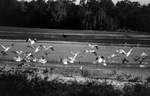 Flock of Pelicans Taking Off from Marsh Shoreline by Skip Gandy