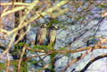 Yellow-Crowned Night Herons Perched on a Tree Branch by Skip Gandy