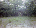 Field Surrounded by Trees