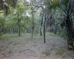 Woodland Area with Live Oaks and Cabbage Palms, Florida, A by Skip Gandy