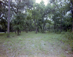 Woodland Area with Live Oaks and Cabbage Palms, Florida, B by Skip Gandy