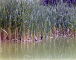 Mallards Swimming Amongst Reeds, Florida, A