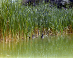 Mallards Swimming Amongst Reeds, Florida, B