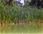 Mallards Swimming Amongst Reeds, Florida, C