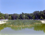 Reeds in a Fenced Body of Water, Florida, A by Skip Gandy