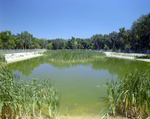 Reeds in a Fenced Body of Water, Florida, B by Skip Gandy