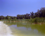 Reeds in a Fenced Body of Water, Florida, C by Skip Gandy