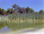 Reeds in a Fenced Body of Water, Florida, D by Skip Gandy