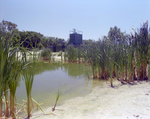 Reeds in a Fenced Body of Water, Florida, E by Skip Gandy