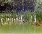 Mallards Swimming Amongst Reeds, Florida, D