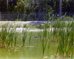 Mallards Swimming Amongst Reeds, Florida, E