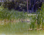 Mallards Swimming Amongst Reeds, Florida, F