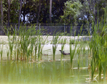 Mallards Swimming Amongst Reeds, Florida, G