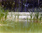 Mallards Swimming Amongst Reeds, Florida, H