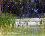 Mallards Swimming Amongst Reeds, Florida, I by Skip Gandy