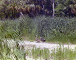 Mallards Walking on Sandy Path, Florida by Skip Gandy