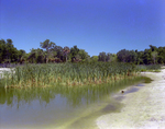 Reeds in a Fenced Body of Water, Florida, F by Skip Gandy