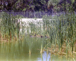 Mallards Swimming Amongst Reeds, Florida, J by Skip Gandy