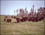 Cattle Grazing in a Vast Field, Tampa, Florida, A by George Skip Gandy IV