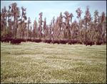 Cattle Grazing in Front of Trees, Tampa, Florida, A by George Skip Gandy IV