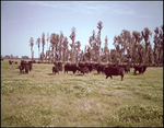 Cattle Grazing in a Vast Field, Tampa, Florida, B by George Skip Gandy IV