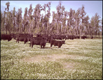 Cattle Grazing in Front of Trees, Tampa, Florida, B by George Skip Gandy IV