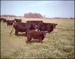 Cattle Grazing in a Vast Field, Tampa, Florida, C by George Skip Gandy IV