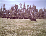 Cattle Grazing in Front of Trees, Tampa, Florida, C by George Skip Gandy IV