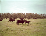 Cattle Grazing in a Vast Field, Tampa, Florida, D by George Skip Gandy IV