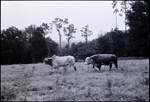 Cow and a Bull Walking Through Scrub, Tampa, Florida by George Skip Gandy IV