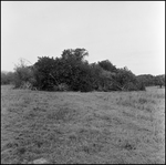 Large Pile of Brush in a Clearing, Tampa, Florida, A by George Skip Gandy IV