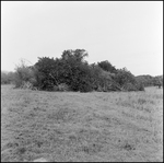 Large Pile of Brush in a Clearing, Tampa, Florida, B by George Skip Gandy IV