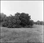 Large Pile of Brush in a Clearing, Tampa, Florida, C by George Skip Gandy IV