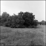 Large Pile of Brush in a Clearing, Tampa, Florida, D by George Skip Gandy IV