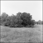 Large Pile of Brush in a Clearing, Tampa, Florida, E by George Skip Gandy IV