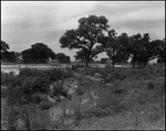 Construction Site with Large Trees Behind Fencing, Tampa, Florida by George Skip Gandy IV