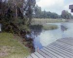 Base of Dock on Pond in Tampa, Florida, B