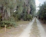 Dirt Driveway Lined with Orange Trees in Tampa, Florida, A