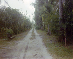 Dirt Driveway Lined with Orange Trees in Tampa, Florida, B