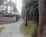 Dirt Driveway Lined with Orange Trees in Tampa, Florida, C