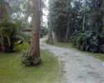 Dirt Driveway Lined with Orange Trees in Tampa, Florida, D