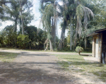 Empty Dirt Driveway of Rural Home in Tampa, Florida